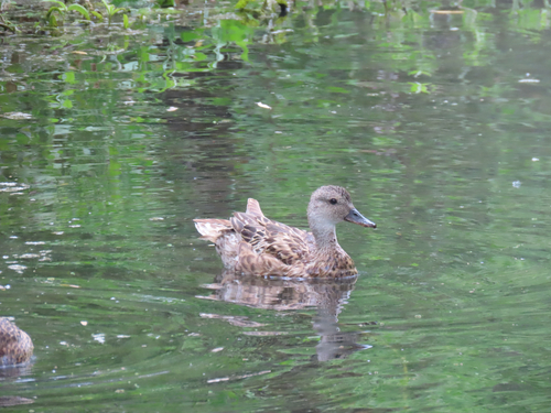 iNaturalist observation photo of Gadwall