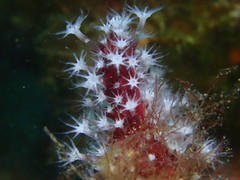 Alcyonium acaule
