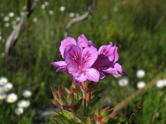 Pelargonium cucullatum strigifolium