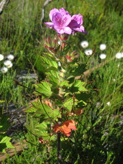 Pelargonium cucullatum strigifolium