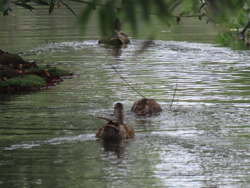 iNaturalist observation photo of Ducks, Geese, and Swans