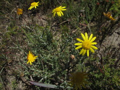 Ursinia discolor
