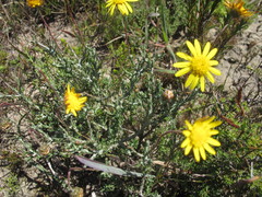 Ursinia discolor