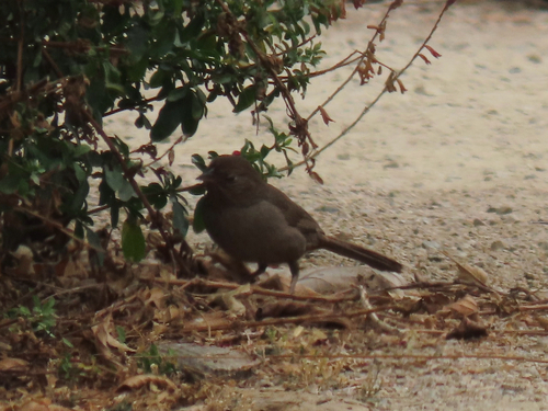 iNaturalist observation photo of California Towhee