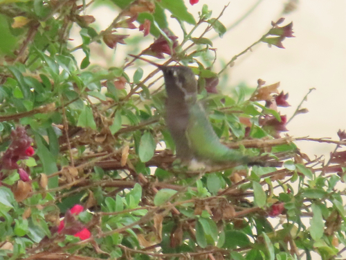 iNaturalist observation photo of Anna's Hummingbird
