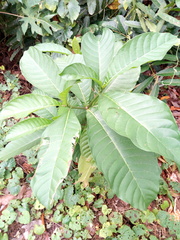 Rauvolfia