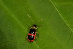 Paratriarius adonis