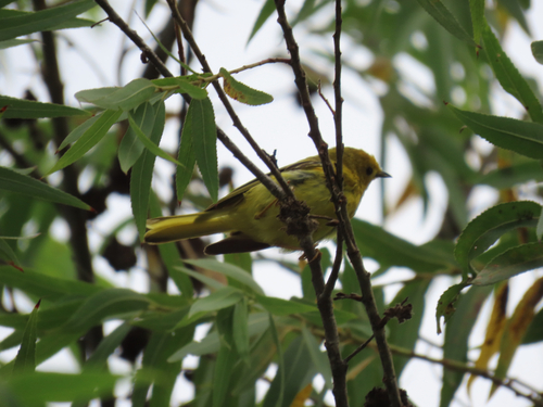 iNaturalist observation photo of Northern Yellow Warbler