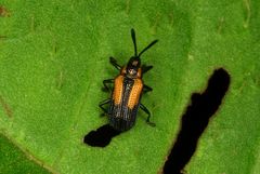 Pentispa aequatoriana