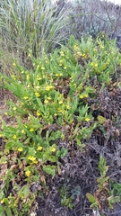 Goodenia amplexans