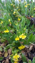 Goodenia amplexans