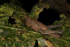 Maculiparia rotundata