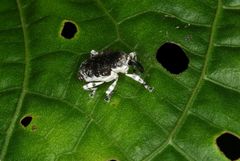 Peridinetus irroratus