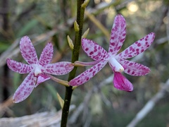 Dipodium ensifolium