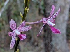 Dipodium ensifolium