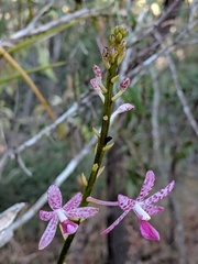 Dipodium ensifolium