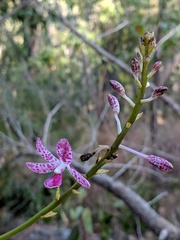 Dipodium ensifolium