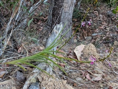 Dipodium ensifolium