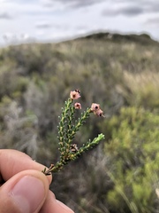 Erica physantha