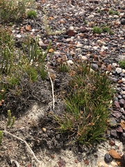 Ficinia overbergensis