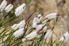 Melaleuca huegelii