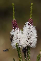 Melaleuca huegelii