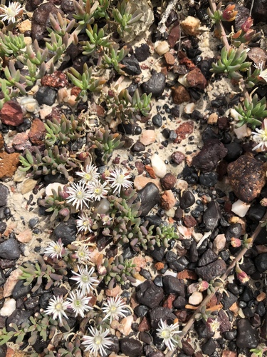 Psilocaulon parviflorum 2