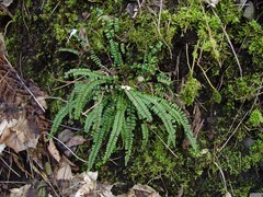 Asplenium trichomanes