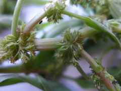 Rumex fueginus