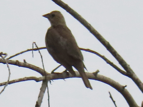 iNaturalist observation photo of Brown-headed Cowbird