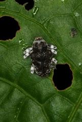 Peridinetus irroratus