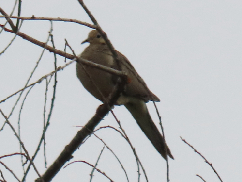 iNaturalist observation photo of Mourning Dove