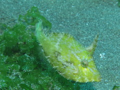 Acreichthys tomentosus