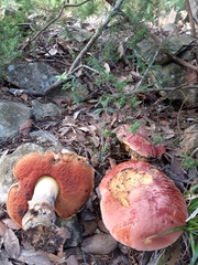 Rubroboletus lupinus