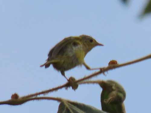 iNaturalist observation photo of Northern Yellow Warbler