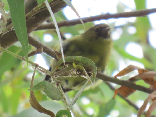 iNaturalist observation photo of Orange-crowned Warbler