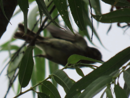 iNaturalist observation photo of Perching Birds