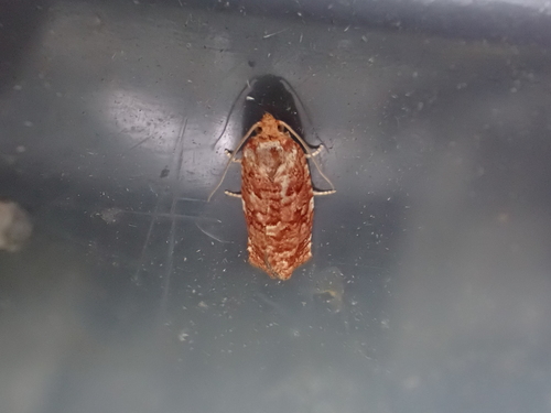 Jack Pine Budworm Moth photo 3