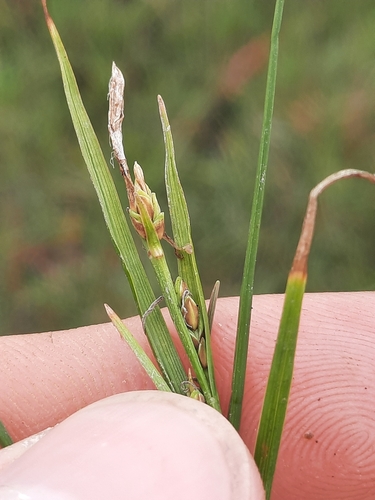 Carex subspathacea iNat (2)
