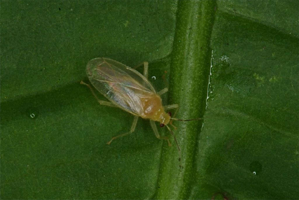 Parafurius unicolor