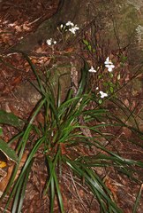 Libertia