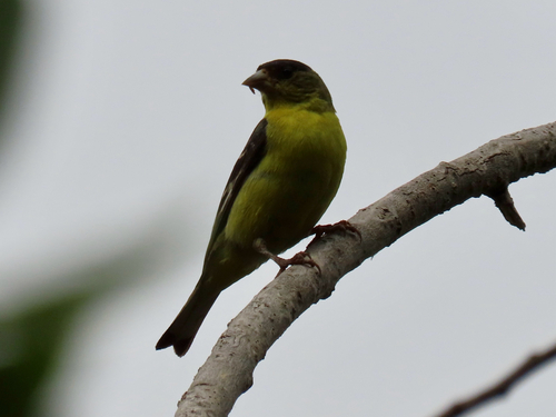 iNaturalist observation photo of Lesser Goldfinch