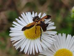 Galactomyia