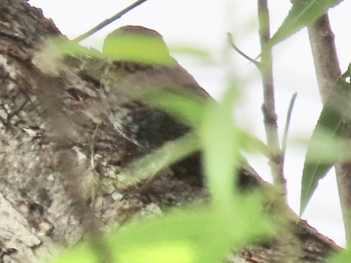 iNaturalist observation photo of Song Sparrow