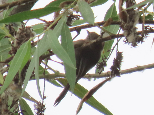 iNaturalist observation photo of Bushtit