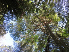 Phyllocladus trichomanoides