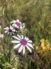 Felicia heterophylla