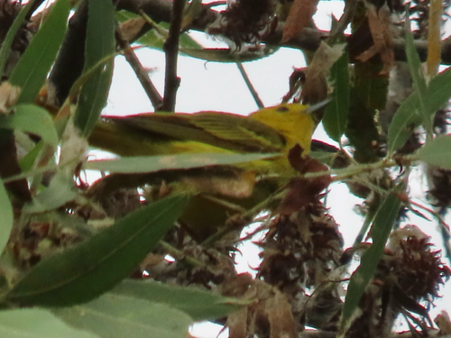 iNaturalist observation photo of Northern Yellow Warbler