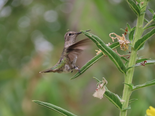 iNaturalist observation photo of Anna's Hummingbird