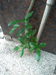 Ficus microcarpa microcarpa